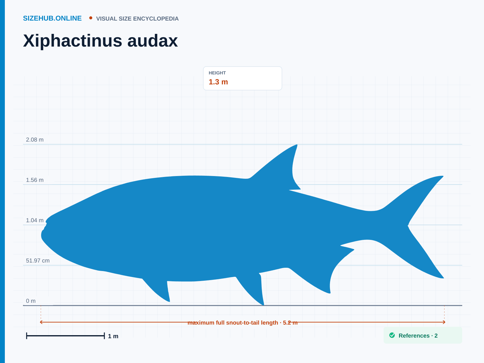 Xiphactinus audax: Size infographic · Height 1.3 m · Length 5.2 m